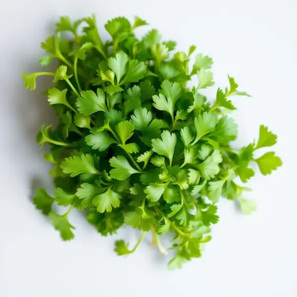 Cilantro Bunch